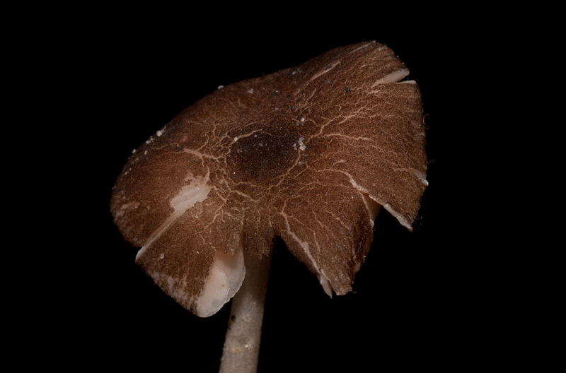 Pluteus cinereofuscus J.E. Lange,